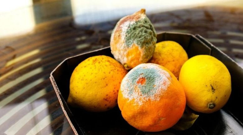 Tránh mất tiền vì thực phẩm bị hư hỏng