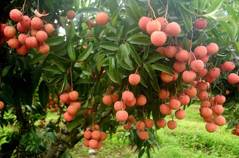Vườn vải thiều Lục Ngạn Bắc Giang Vườn vải thiều Lục Ngạn Bắc Giang