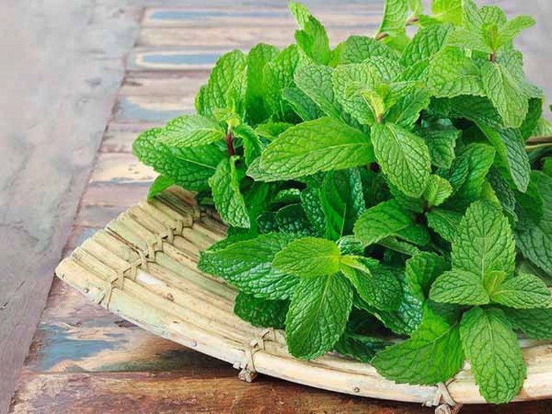 Lá bạc hà giúp giảm bớt mùi hăng của rượu