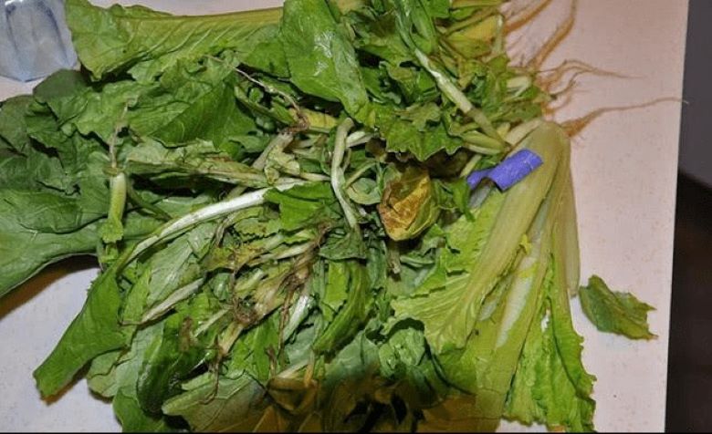 Rau bị héo làm tụt doanh thu
